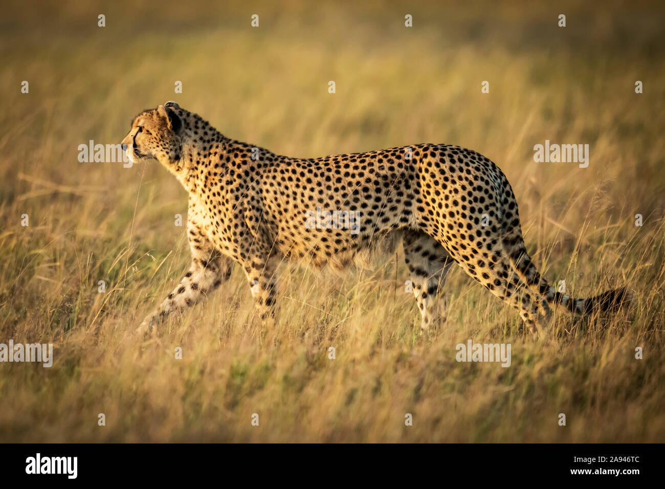 Cheetah (Acinonyx jubatus) walks in long grass in sunshine, Grumeti Serengeti Tented Camp, Serengeti National Park; Tanzania Stock Photo