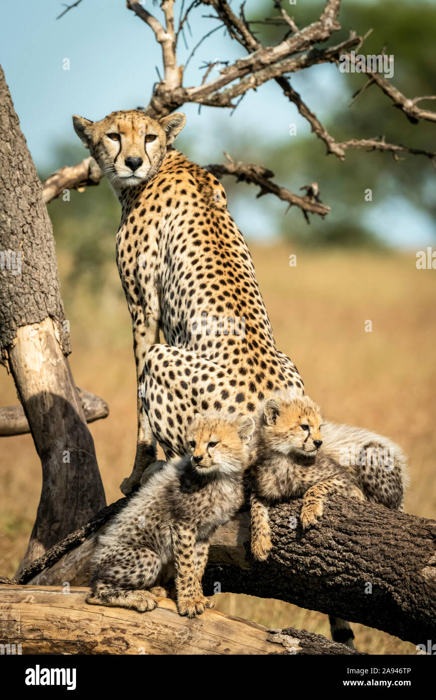 Cheetah (Acinonyx jubatus) sits with two cubs on dead branch, Grumeti Serengeti Tented Camp, Serengeti National Park; Tanzania Stock Photo