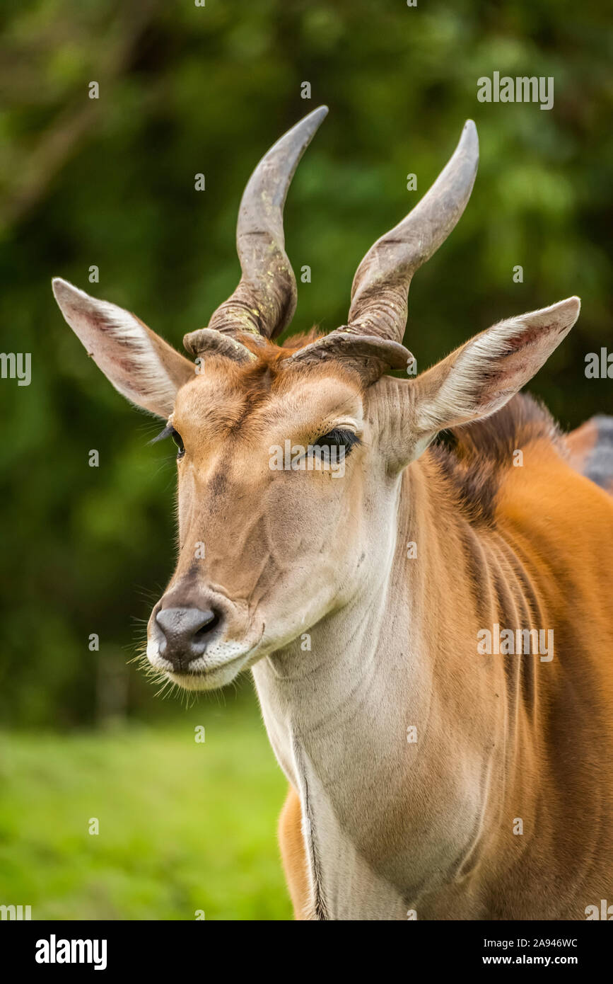 Close-up of common eland (Connochaetes taurinus) face and shoulders, Cottar's 1920s Safari Camp, Maasai Mara National Reserve; Kenya Stock Photo