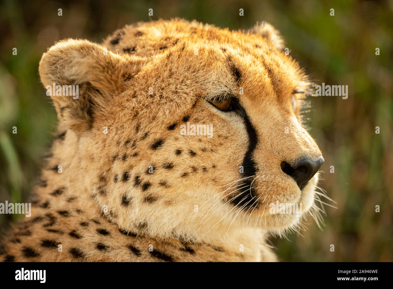 Close-up of female cheetah (Acinonyx jubatus) head facing right, Klein's Camp, Serengeti National Park; Tanzania Stock Photo