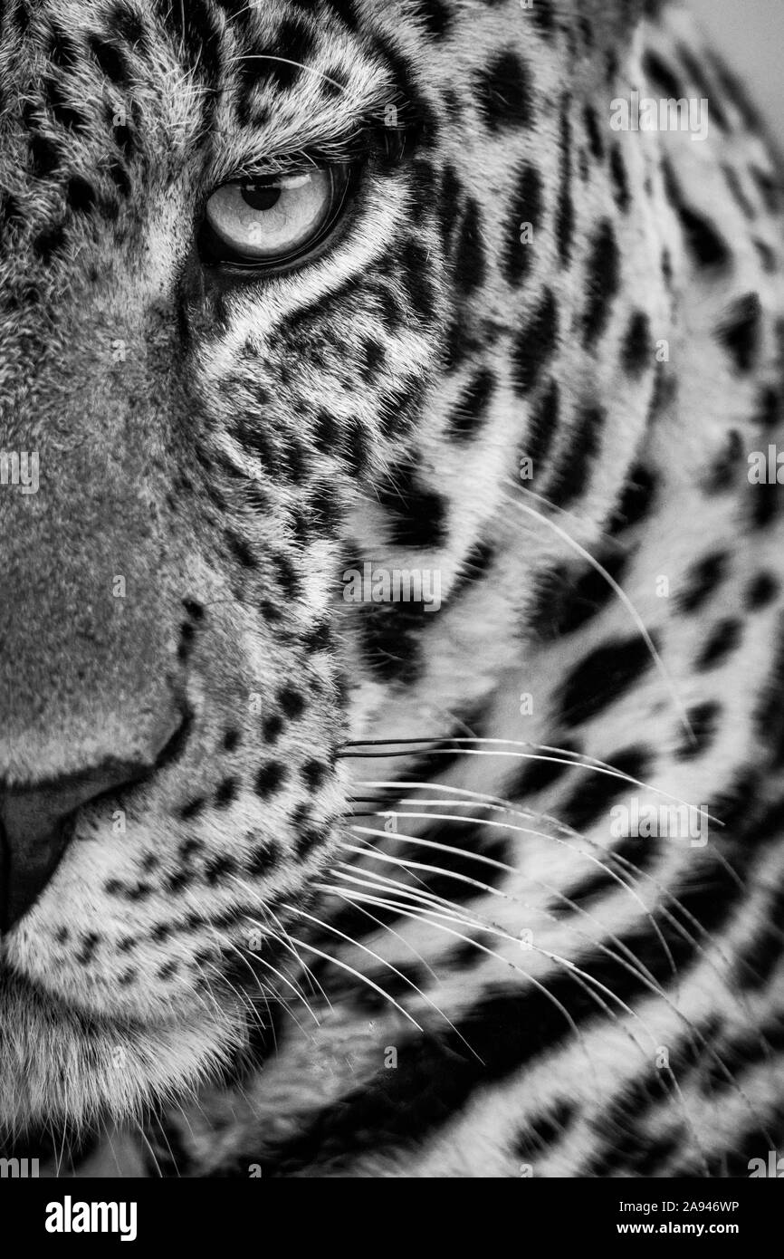 Monochrome close-up of half male leopard (Panthera pardus) face