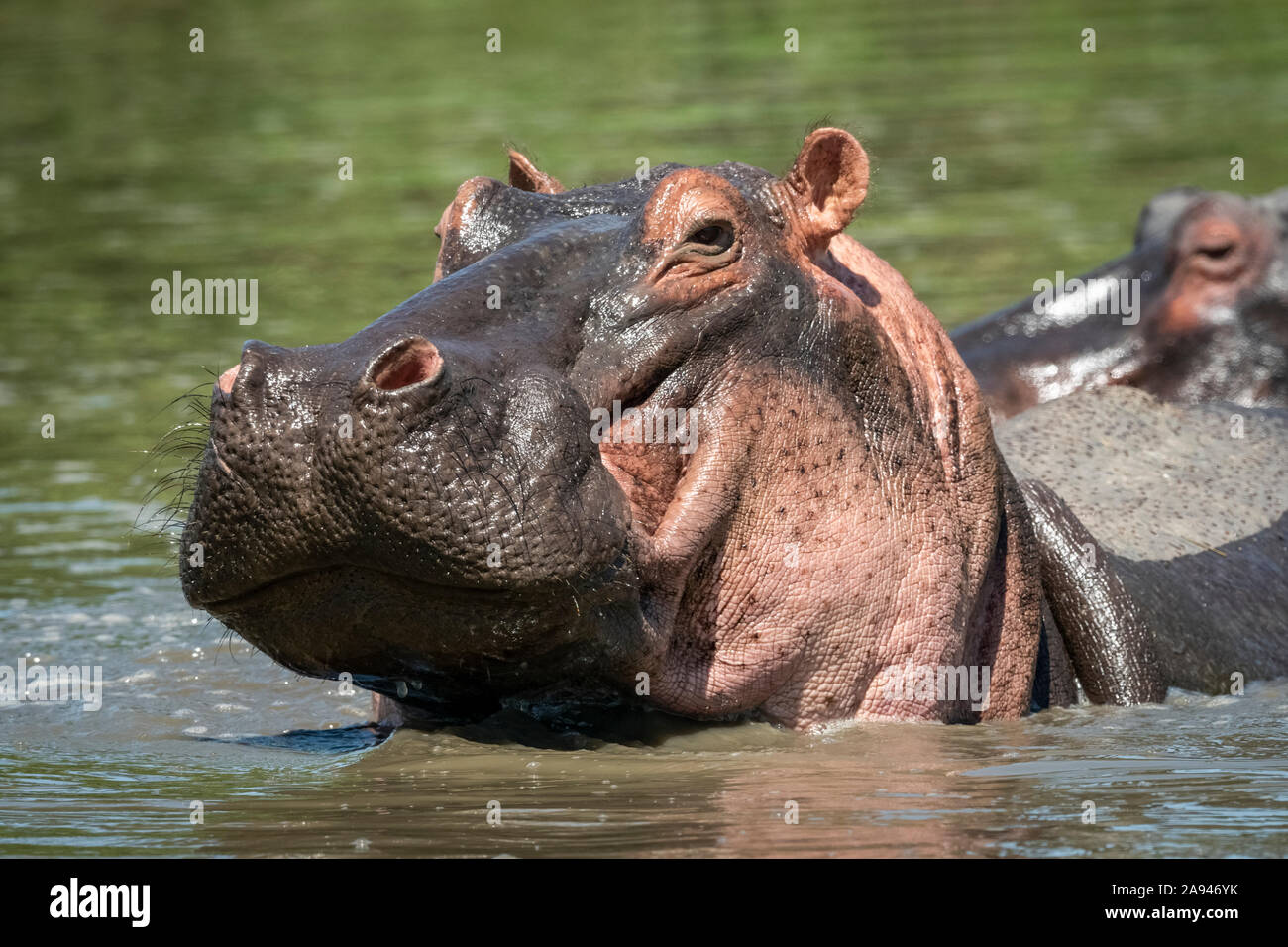 Close-up of hippo (Hippopotamus amphibius) lifting head in river, Grumeti Serengeti Tented Camp, Serengeti National Park; Tanzania Stock Photo