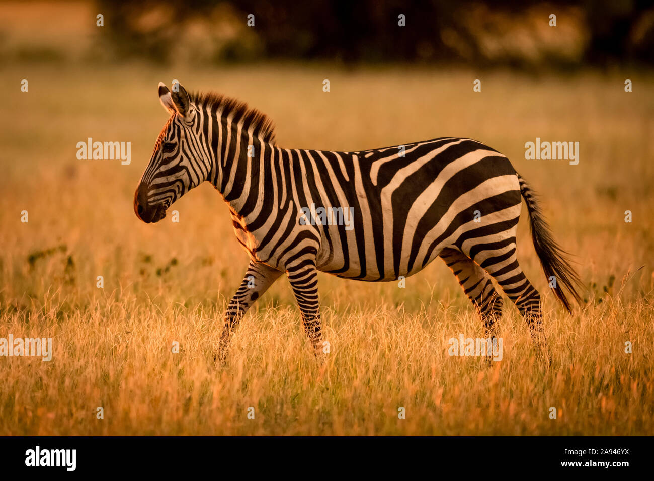 Plains zebra (Equus burchellii) walks rim lit by sunset, Grumeti Serengeti Tented Camp, Serengeti National Park; Tanzania Stock Photo