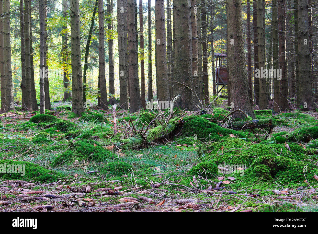 Moss coniferous forest hi-res stock photography and images - Alamy