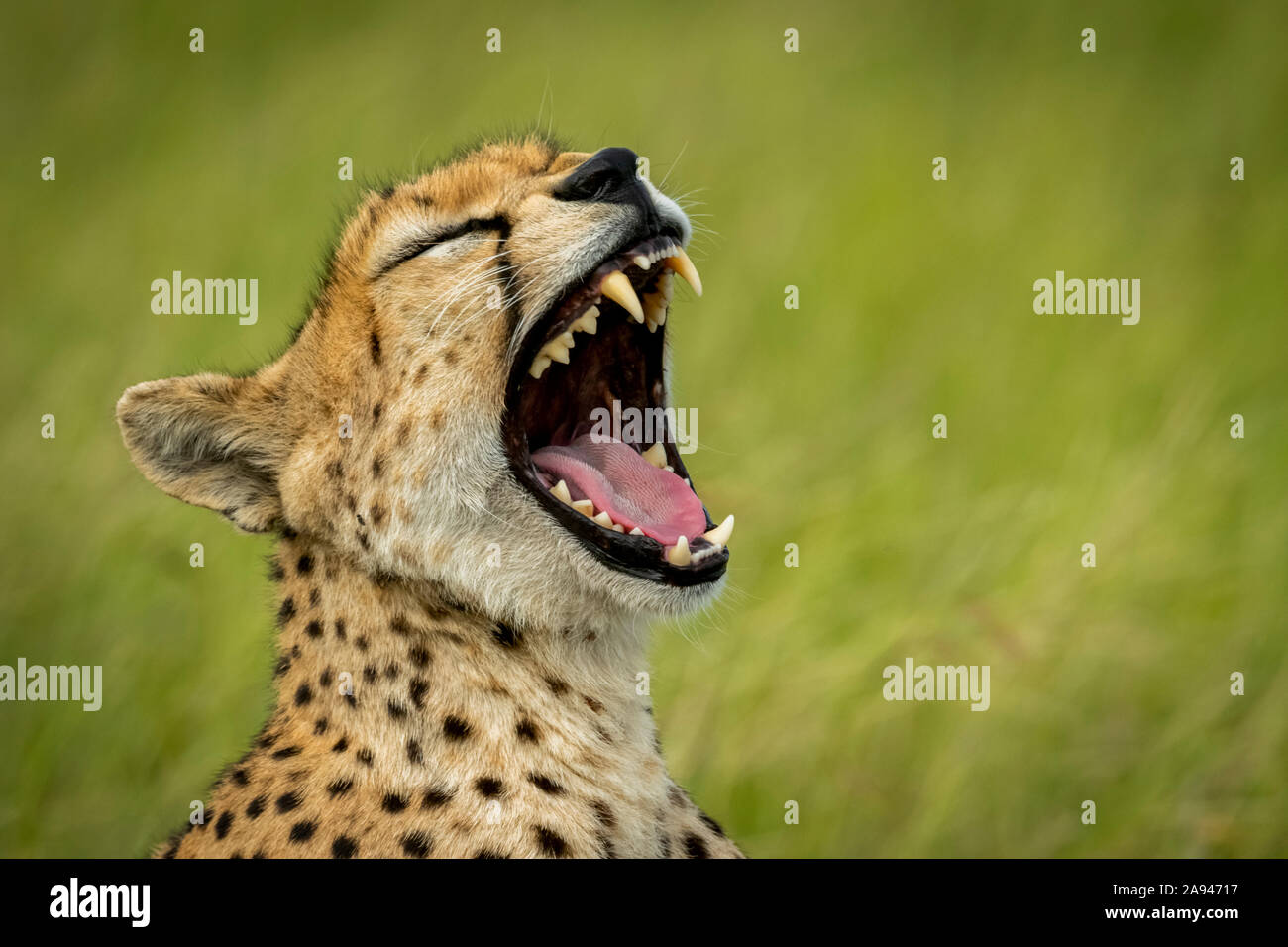 Close-up of female cheetah (Acinonyx jubatus) yawning in grassland, Grumeti Serengeti Tented Camp, Serengeti National Park; Tanzania Stock Photo