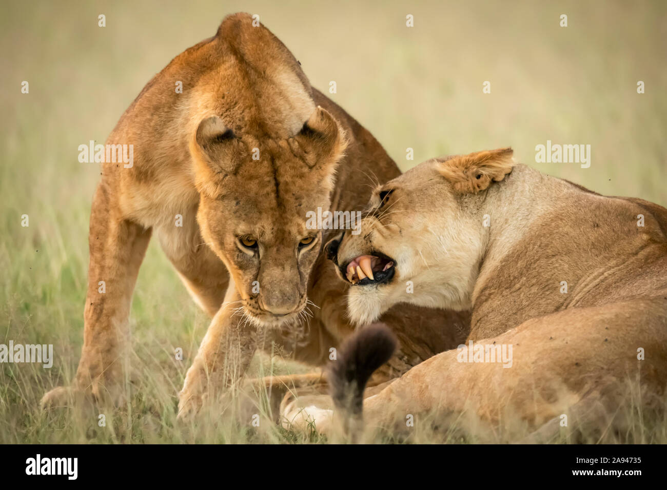 Close-up of lioness lying growling at cub, Grumeti Serengeti Tented Camp, Serengeti National Park; Tanzania Stock Photo