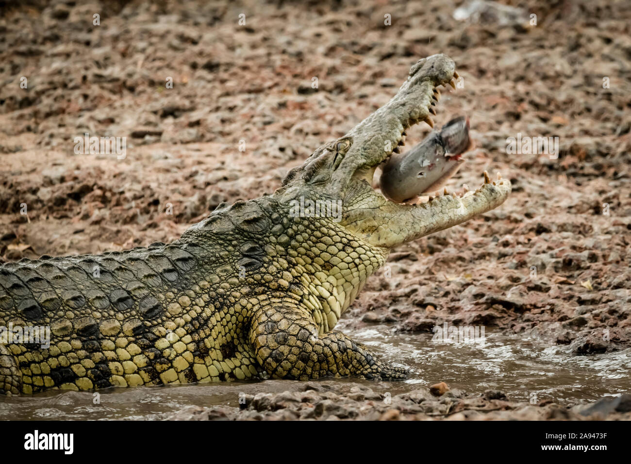 Close-up of Nile crocodile (Crocodylus niloticus) swallowing a fish, Grumeti Serengeti Tented Camp, Serengeti National Park; Tanzania Stock Photo