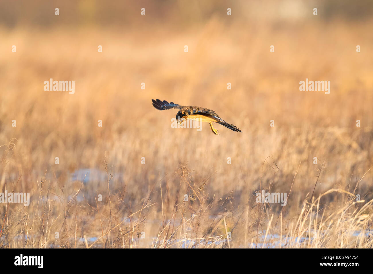 Northern Harrier hunting over the field Please contact: info@greggard ...