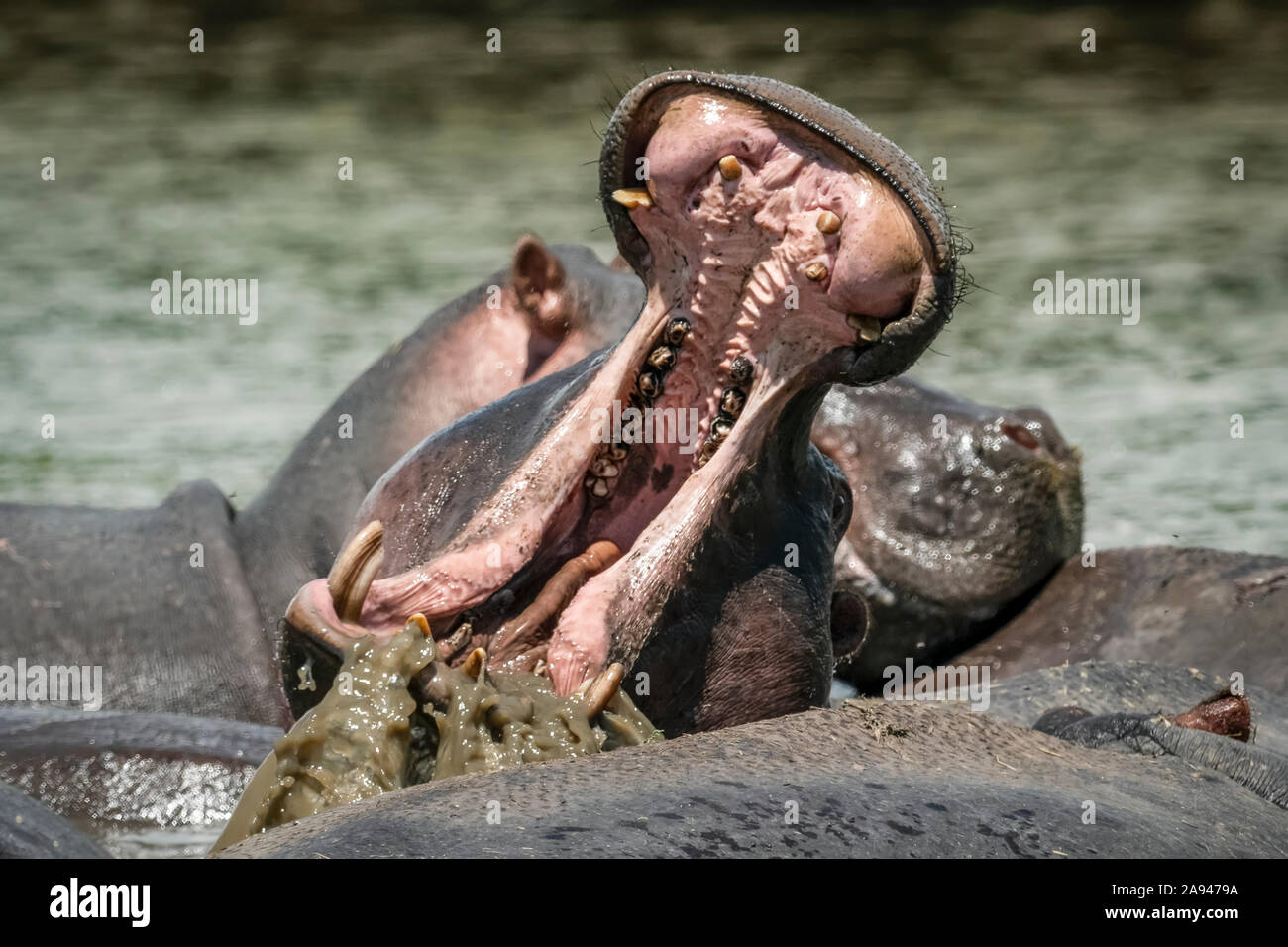 Hippo (Hippopotamus amphibius) opens mouth by others in river, Grumeti Serengeti Tented Camp, Serengeti National Park; Tanzania Stock Photo