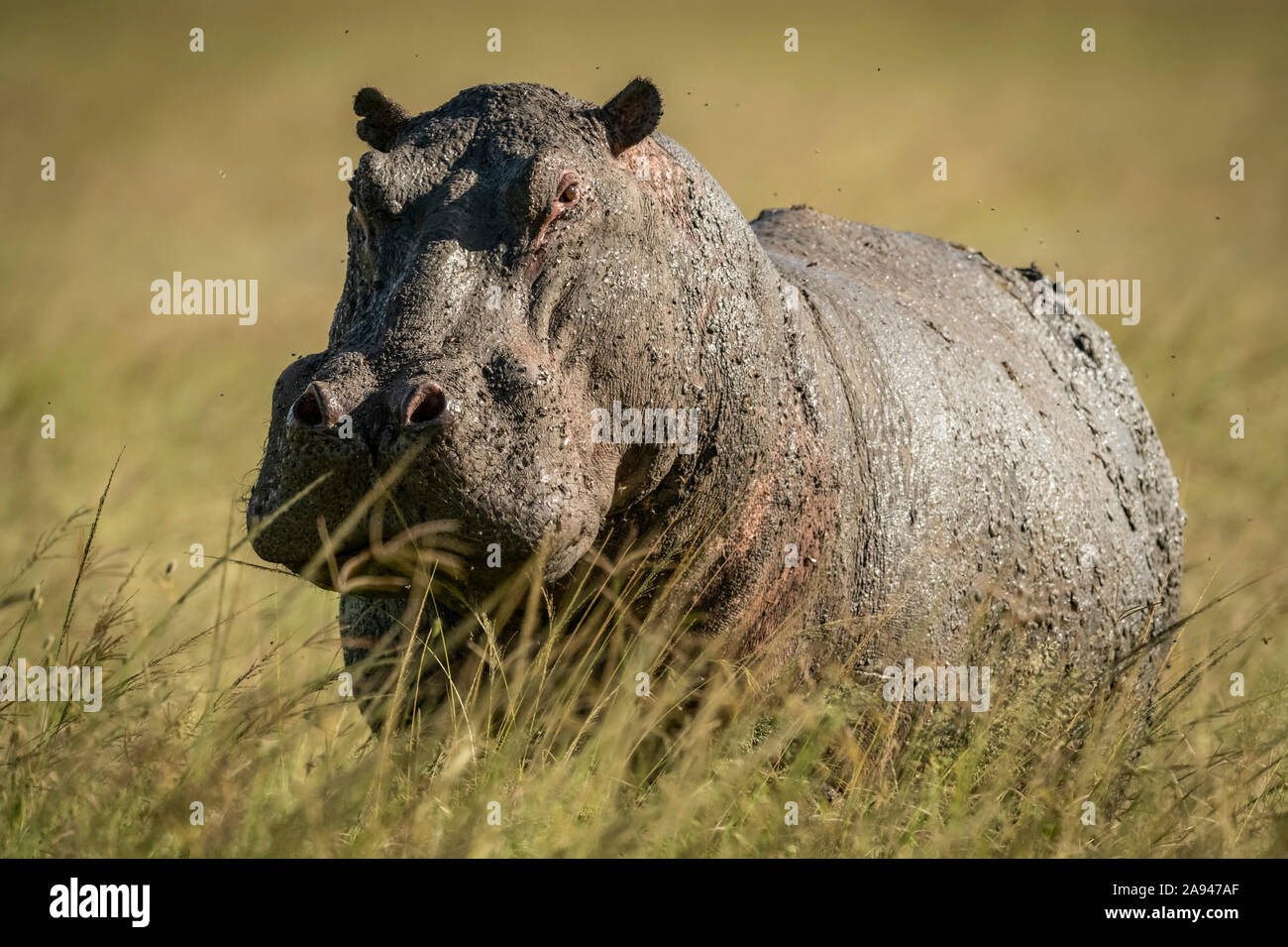 Hippo (Hippopotamus amphibius) stands in long grass facing camera, Grumeti Serengeti Tented Camp, Serengeti National Park; Tanzania Stock Photo