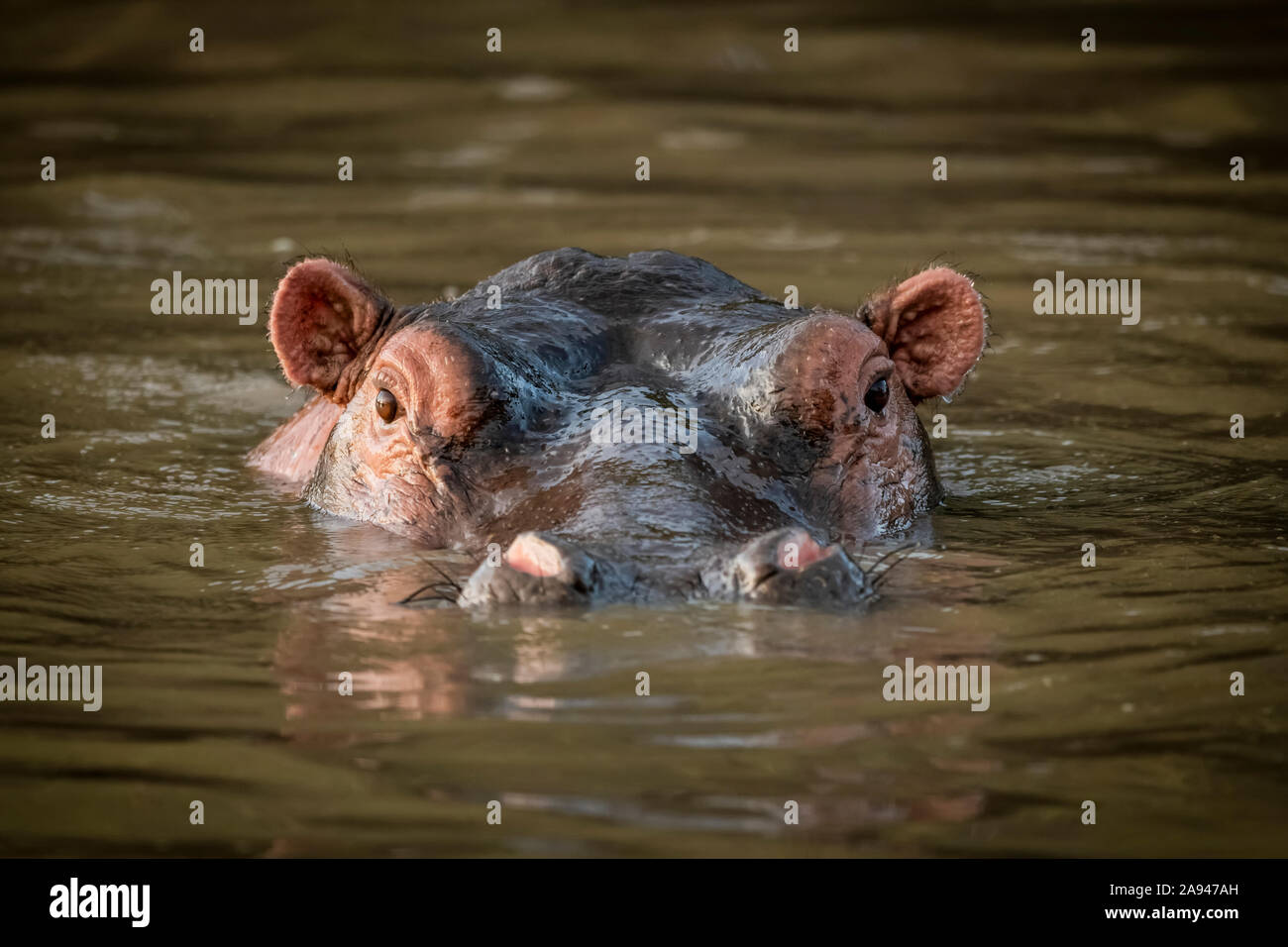 Hippo (Hippopotamus amphibius) stands in water staring at camera, Grumeti Serengeti Tented Camp, Serengeti National Park; Tanzania Stock Photo