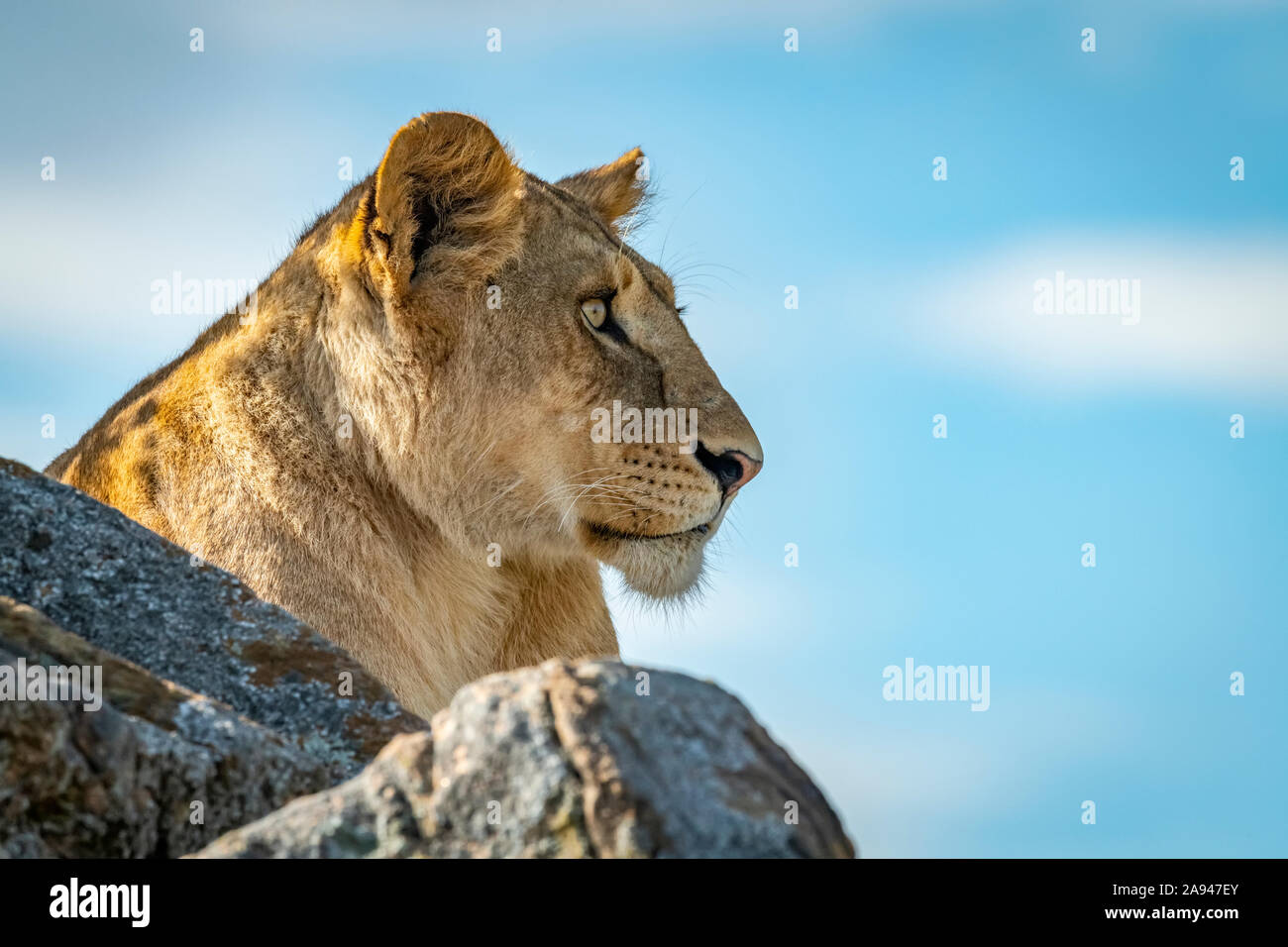 Lioness (Panthera leo) lies on kopje looking over rocks, Klein's Camp ...
