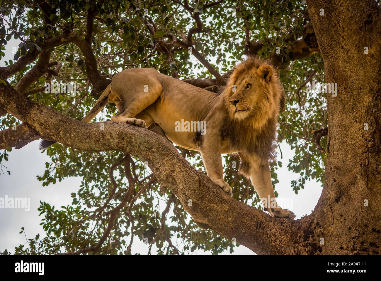 Male lion (Panthera leo) stands on branch looking around, Cottar's 1920s Safari Camp, Maasai Mara National Reserve; Kenya Stock Photo