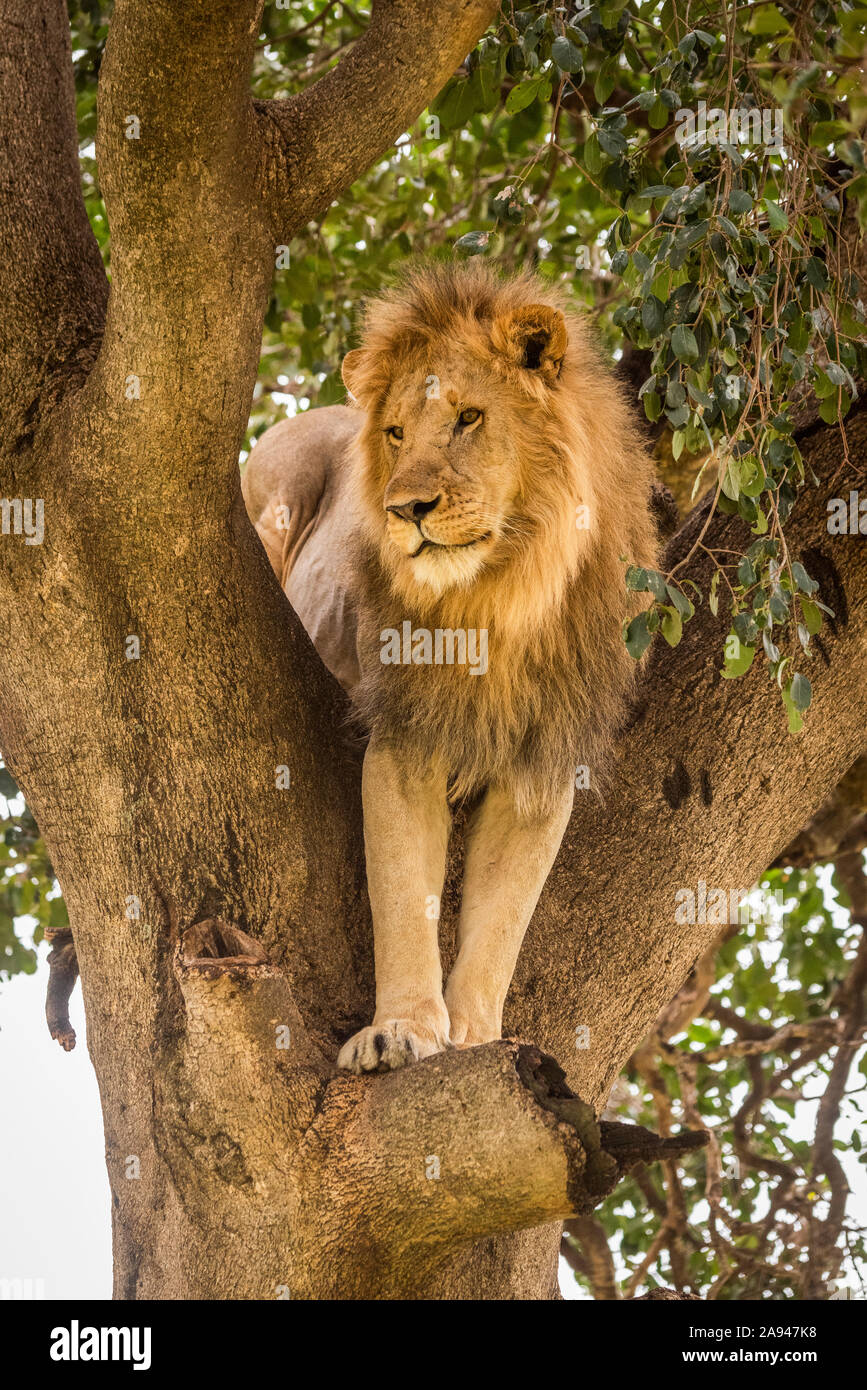 Male lion (Panthera leo) stands staring down from tree, Cottar's 1920s Safari Camp, Maasai Mara National Reserve; Kenya Stock Photo
