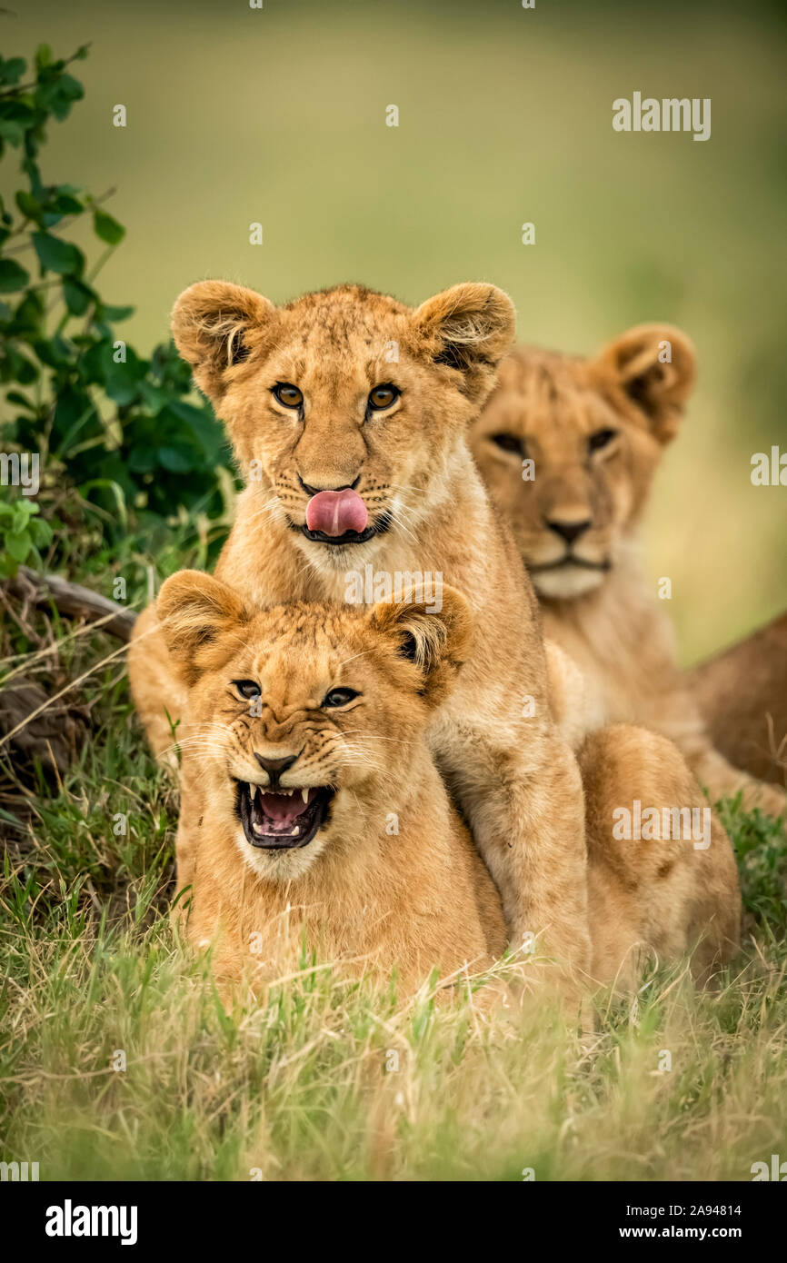 Three lion cubs (Panthera leo) lie together by bush, Cottar's 1920s Safari Camp, Maasai Mara National Park; Kenya Stock Photo