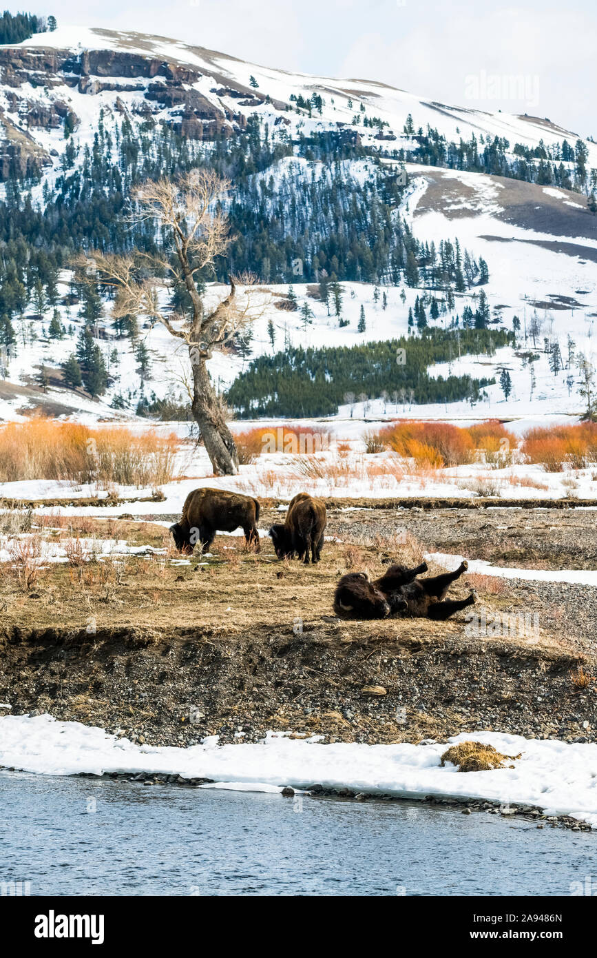 American Bison (Bison bison) bull wallowing on the bank of the Lamar River with two bulls grazing in the background in Yellowstone National Park Stock Photo
