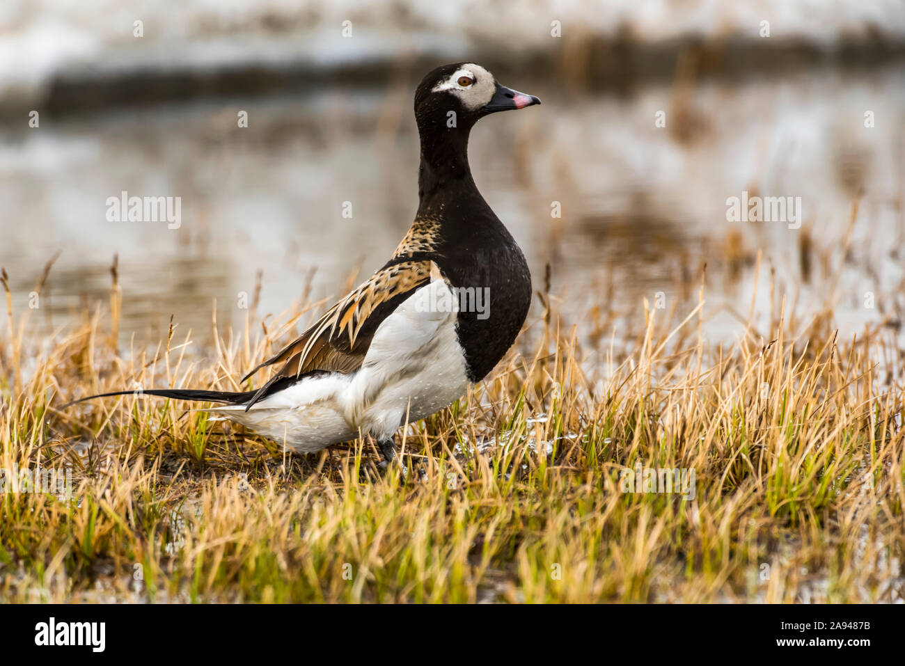 Male Long-tailed Duck (Clangula hyemalis) in breeding plumage standing next to a tundra pond near Utqiagvik (formerly Barrow) on Alaska's North Slope Stock Photo