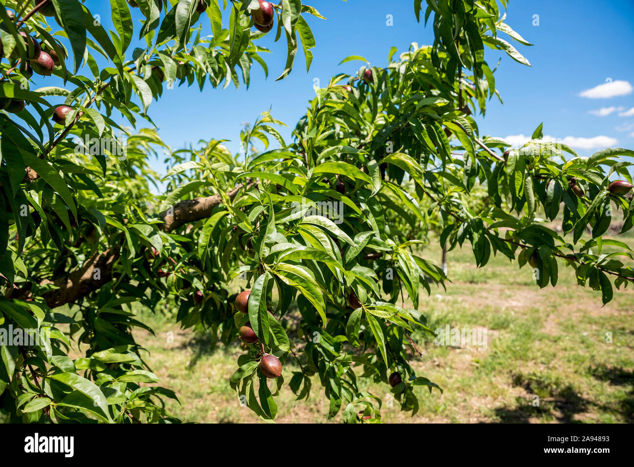 Nectarine Tree High Resolution Stock Photography and Images Alamy