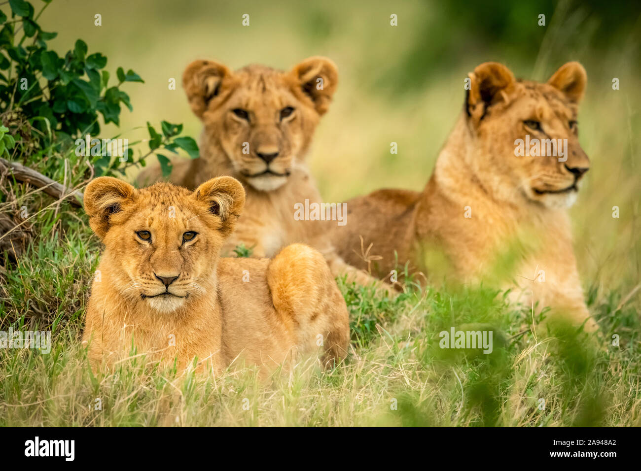 Three lion cubs (Panthera leo) lie framed by bushes, Cottar's 1920s Safari Camp, Maasai Mara National Reserve; Kenya Stock Photo