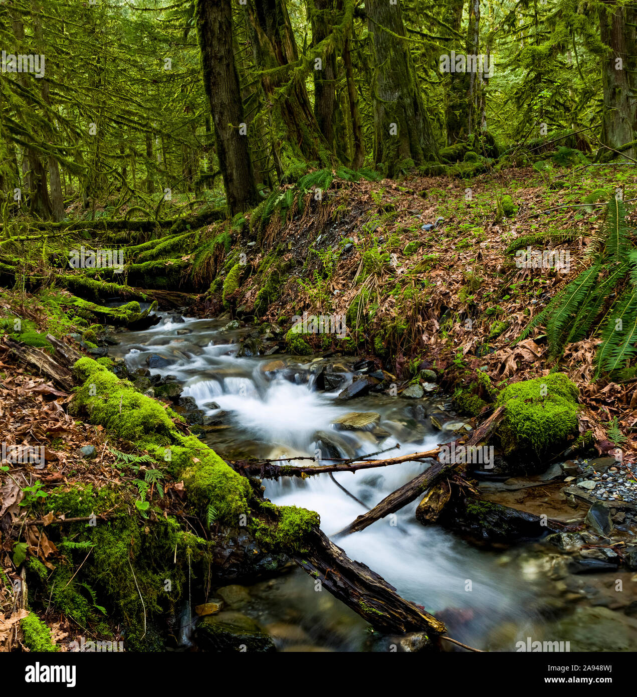 Creek flowing over rocks through a lush forest with moss-covered rocks and trees; Maple Ridge, British Columbia, Canada Stock Photo