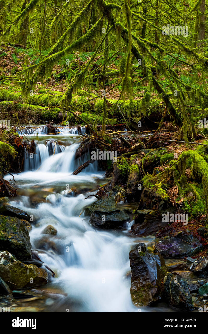 Creek flowing over rocks through a lush forest with moss-covered rocks and trees; Maple Ridge, British Columbia, Canada Stock Photo