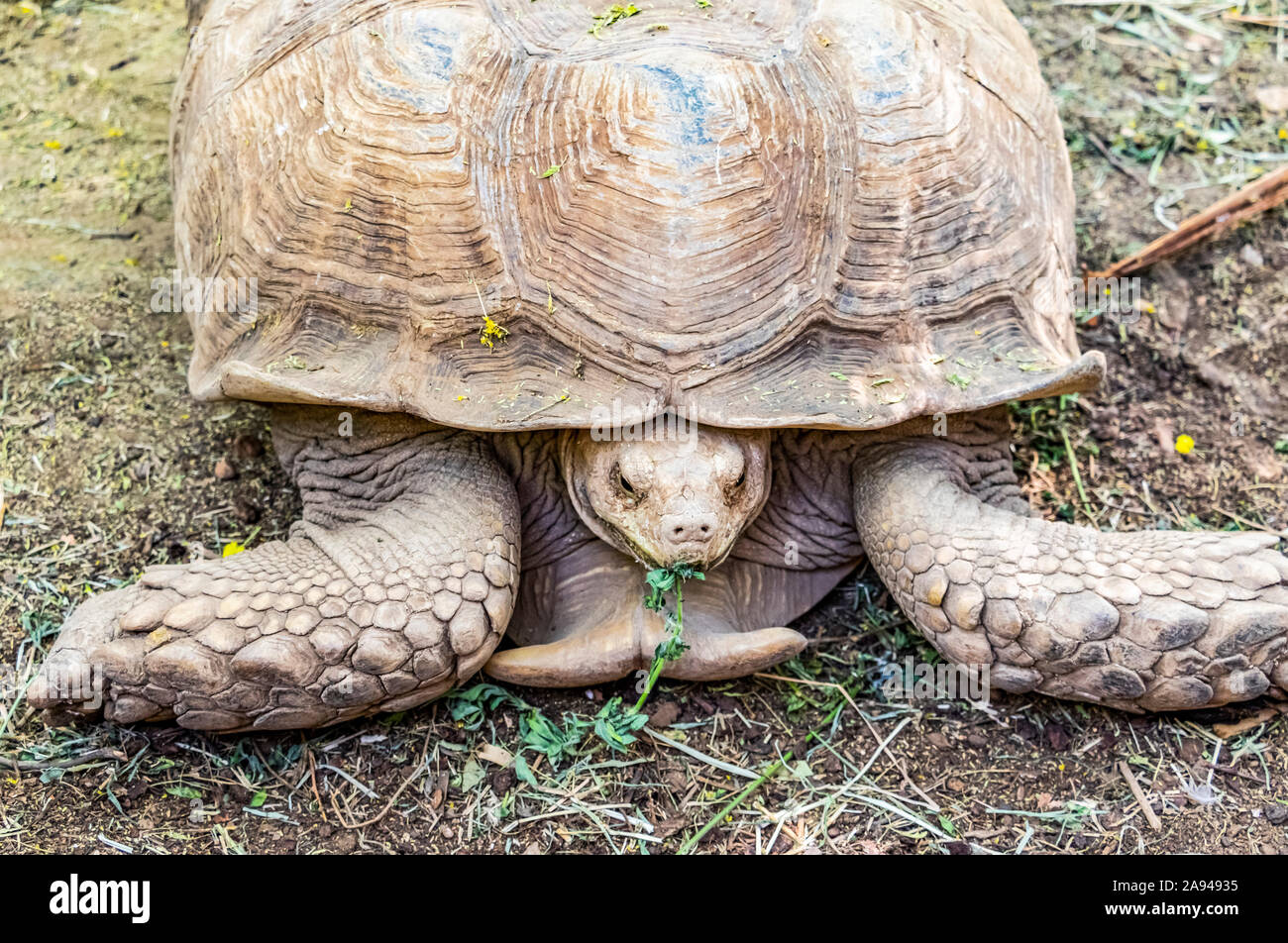 Turtle on the ground eating a plant; Al Huqnah, Khartoum, Sudan Stock Photo