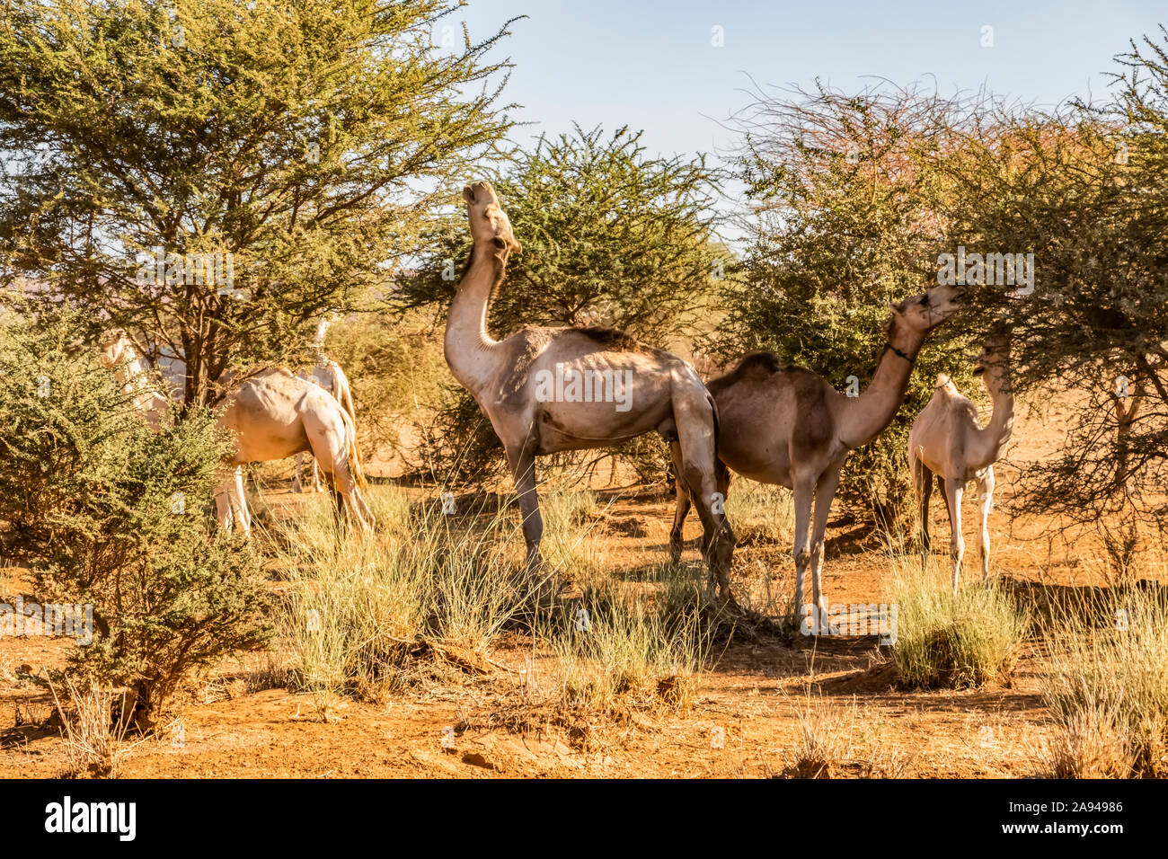 Camels grazing on acacia trees; Naqa, Northern State, Sudan Stock Photo