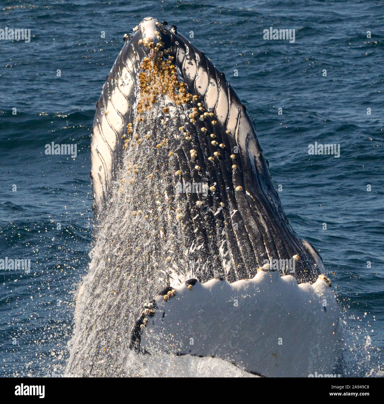 Close-up of a breaching humpback whale showing the underside of the jaw and the grooved skin of the upper chest. (Megaptera novaeangliae) Stock Photo