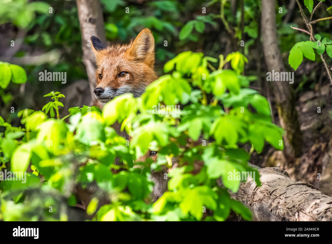 Red fox (Vulpes vulpes) kit hides in dense foliage near Fairbanks
