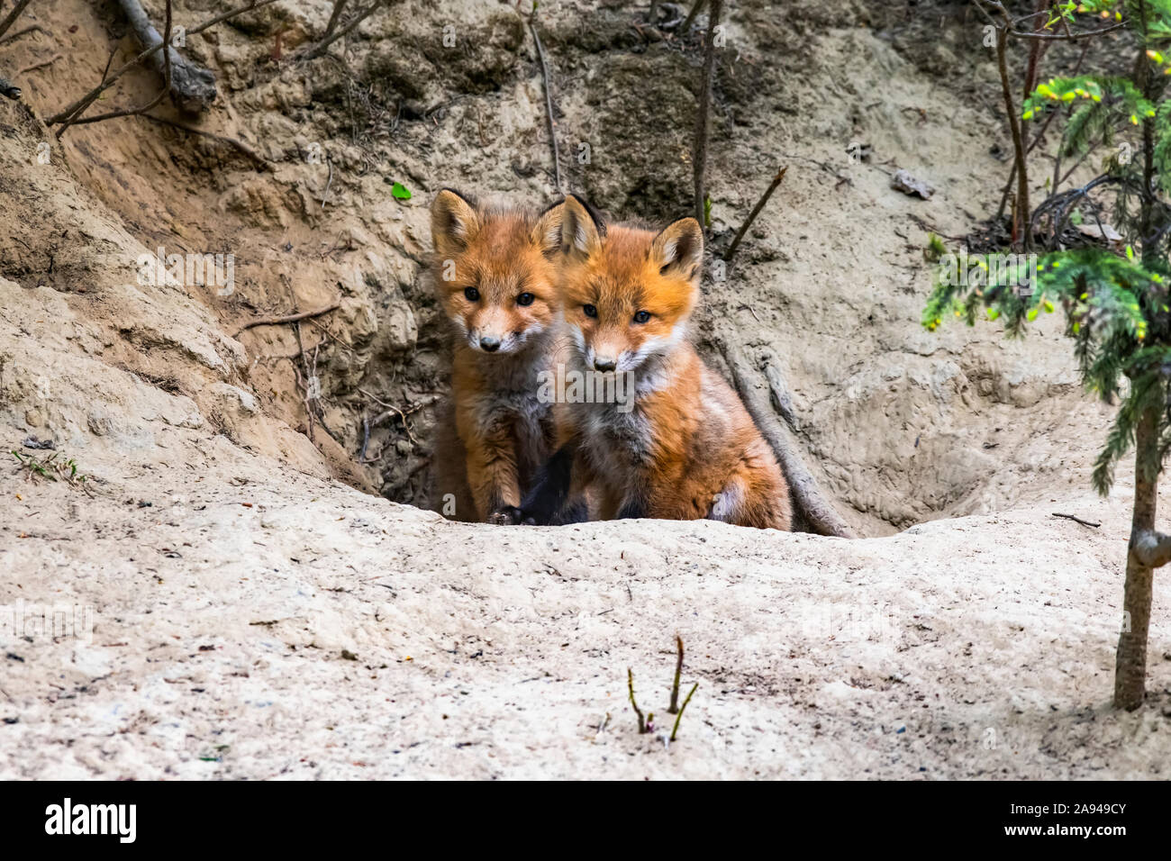 Pair of Red fox (Vulpes vulpes) kits peer from their den burrow near