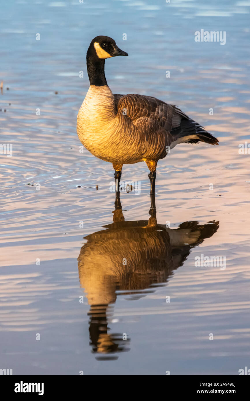 Creamers field migratory waterfowl refuge hires stock photography and