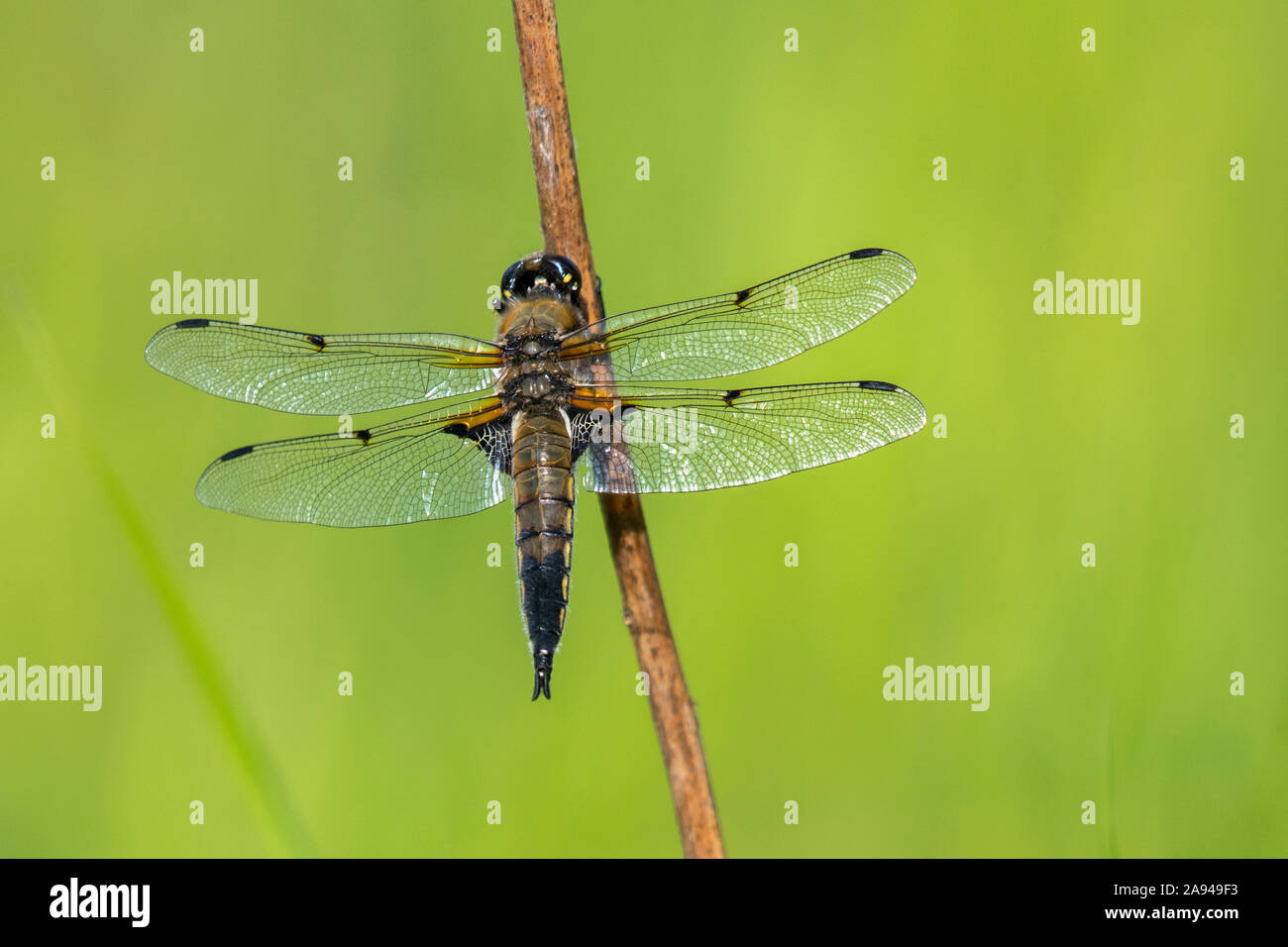 State insect of alaska hires stock photography and images Alamy
