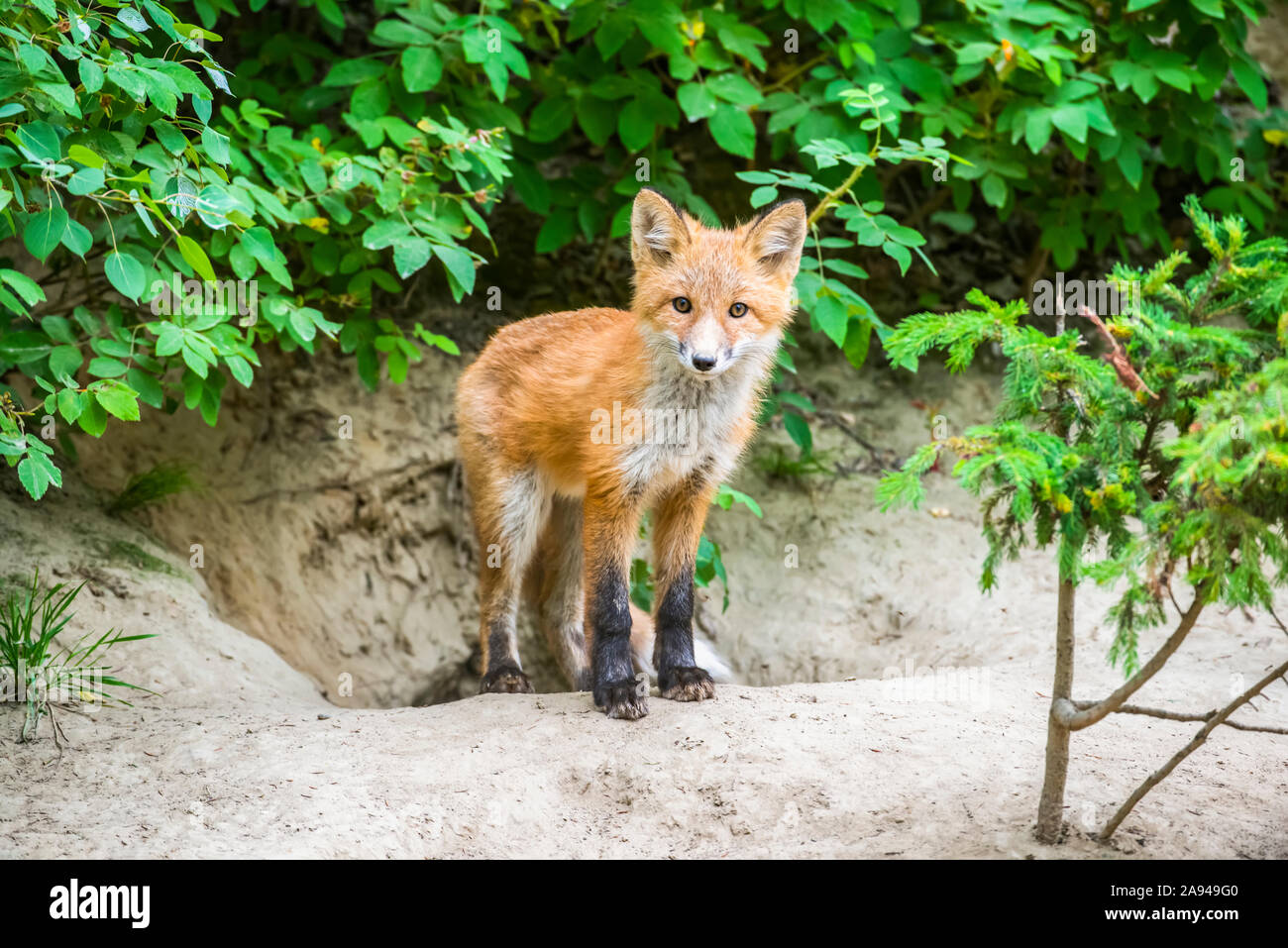Red fox (Vulpes vulpes) kit stands at mouth of its den near Fairbanks