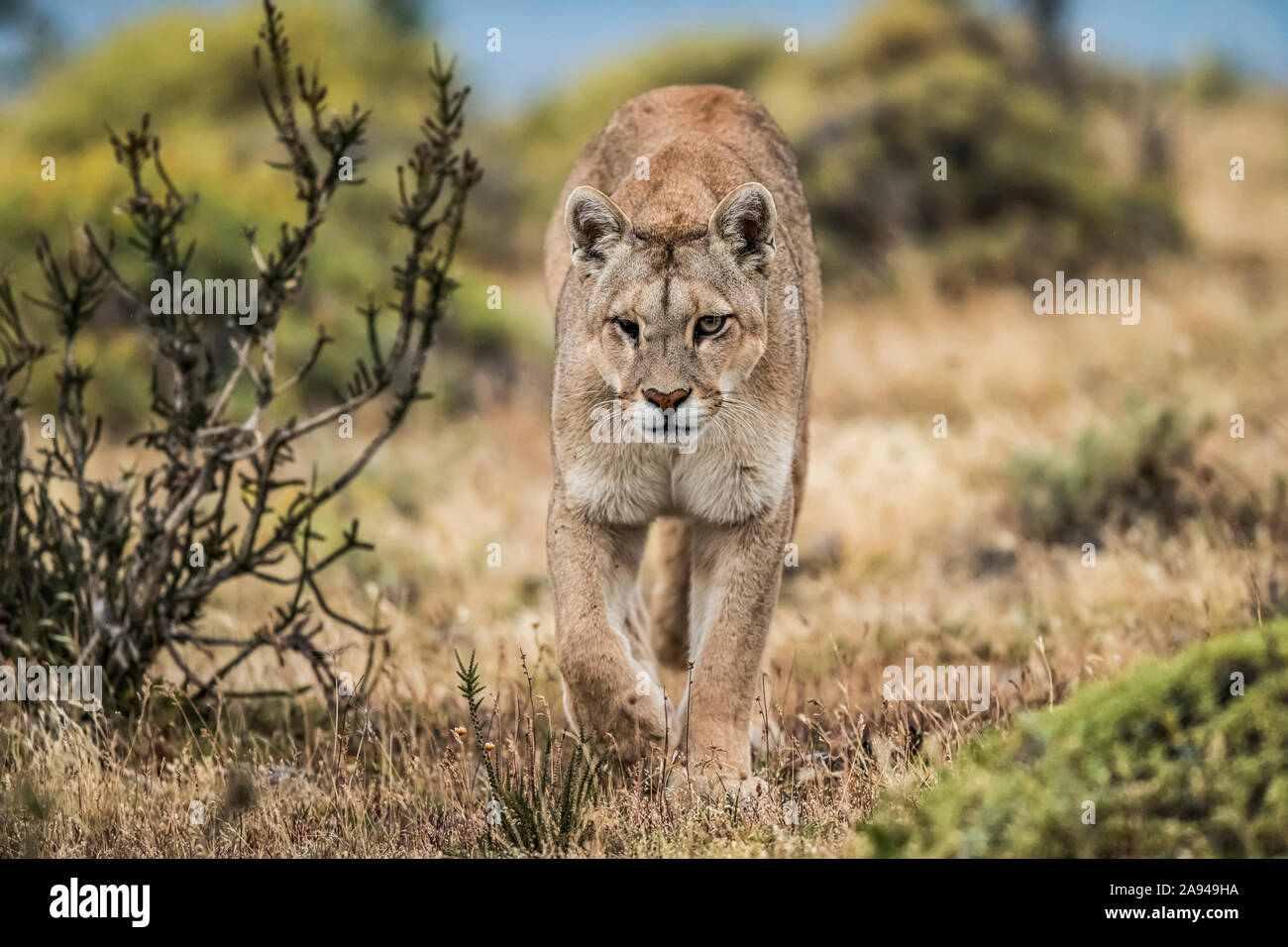 Puma eye hi-res stock photography and images - Alamy