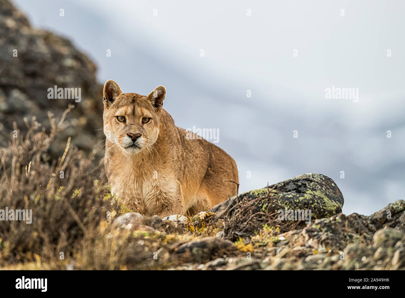 Puma Standing Southern puma hi-res stock photography and images - Alamy