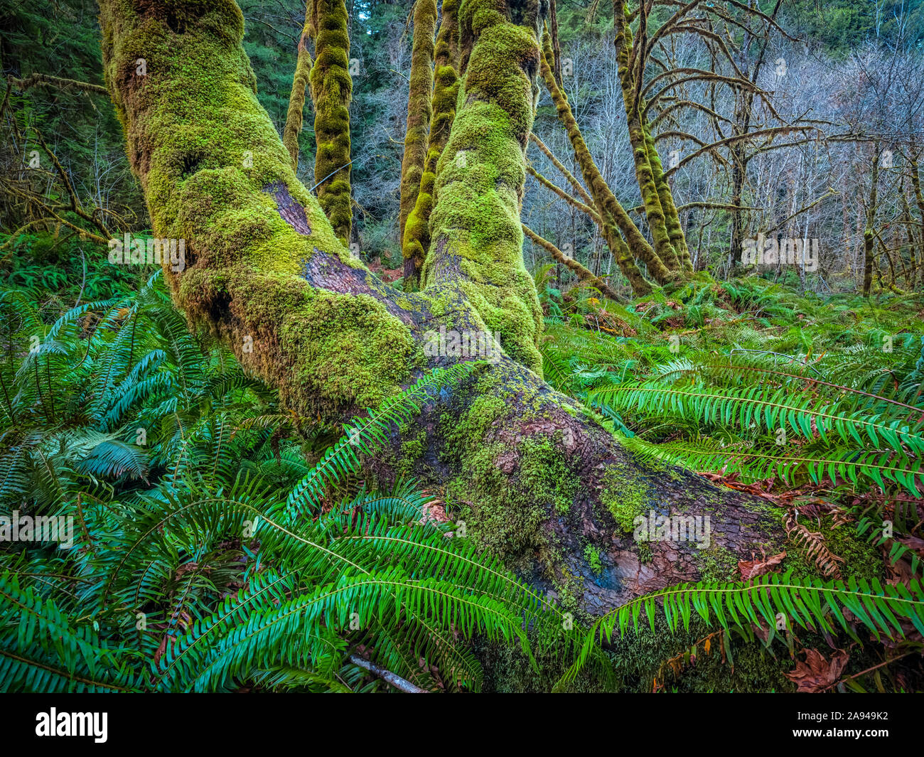 Forests and trees of the Redwood forest in Northern California. The