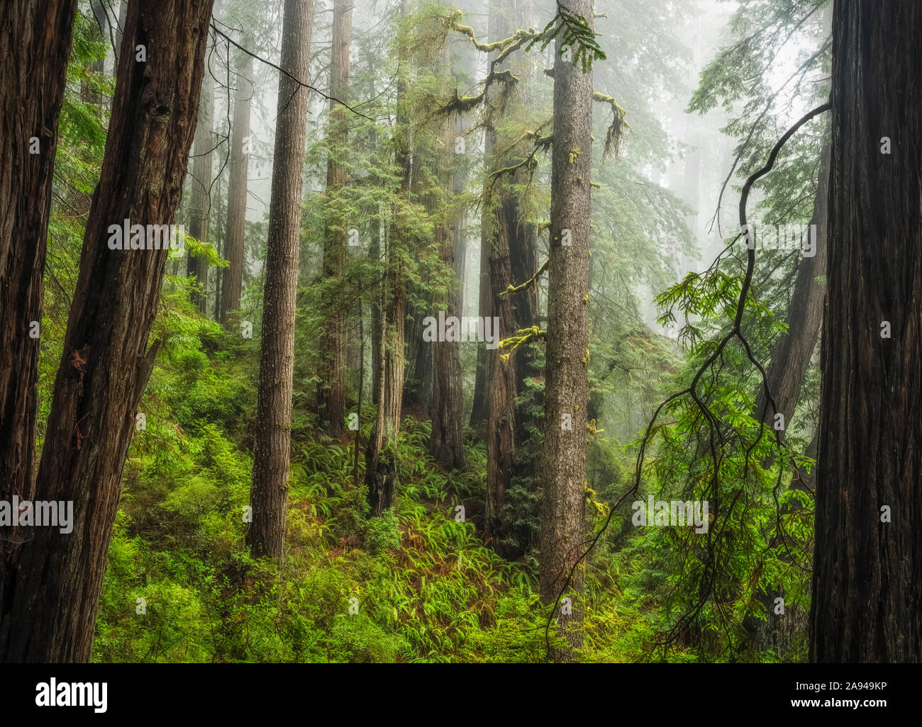 Forests and trees of the Redwood forest in Northern California. The