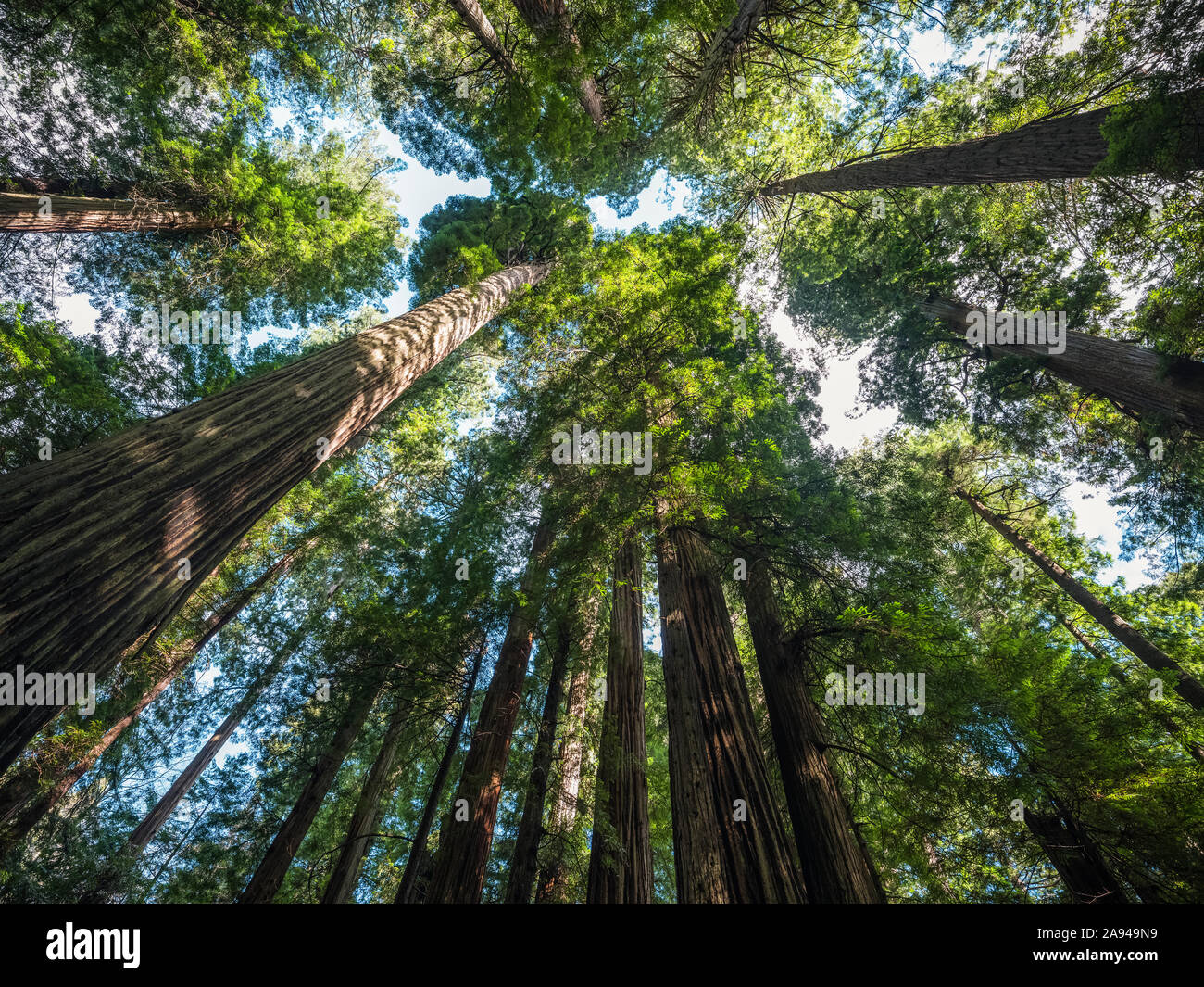 Forests and trees of the Redwood forest in Northern California. The
