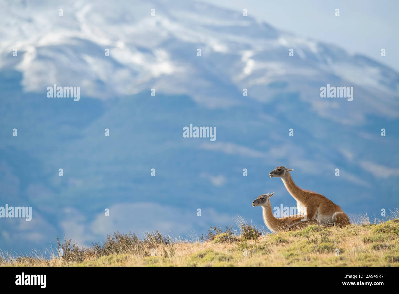 Guanaco (Lama guanicoe) is the primary food source for the puma of Southern  Chile; Torres del Paine, Chile Stock Photo - Alamy