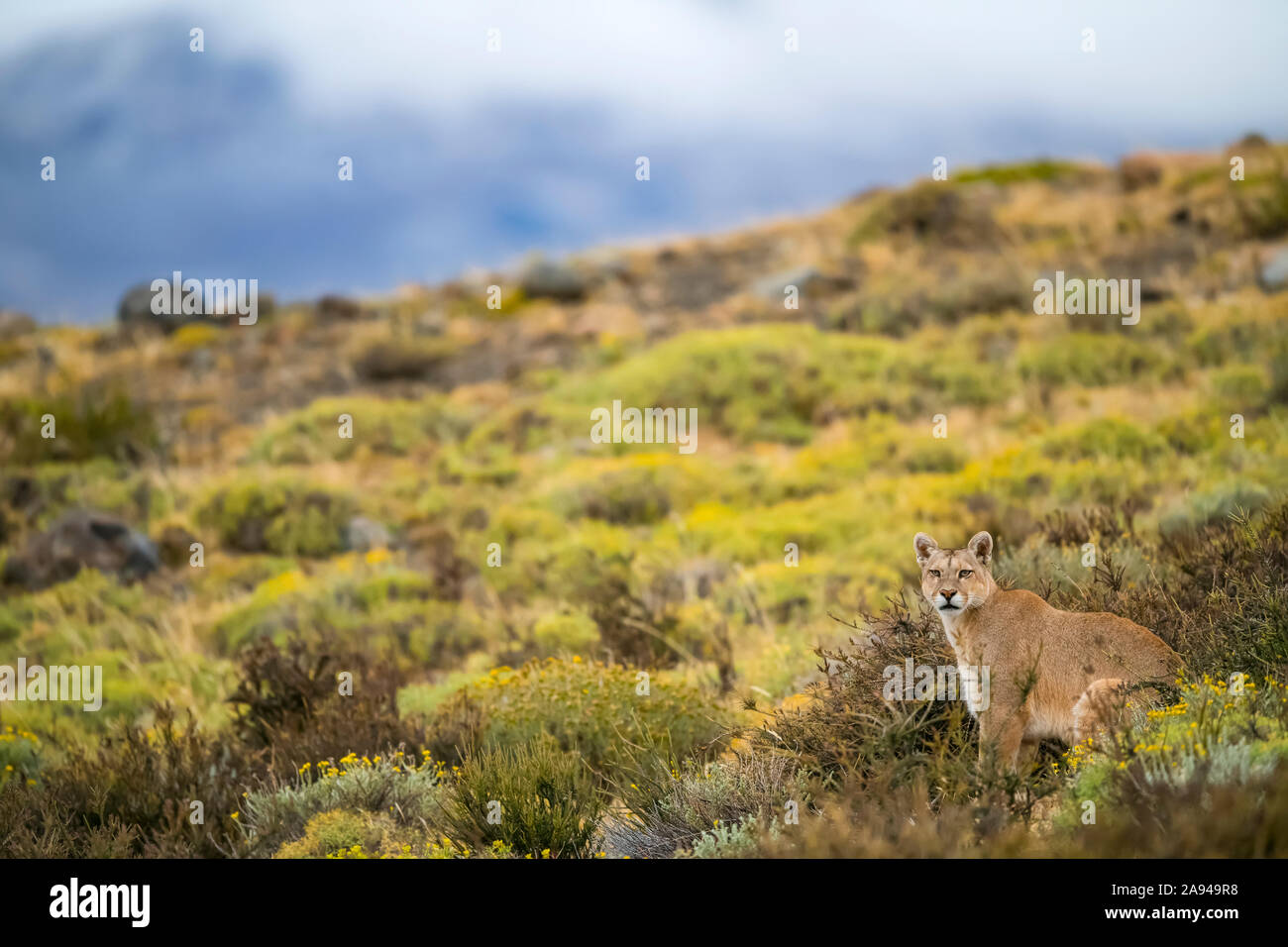 Puma walking through the landscape in Southern Chile; Chile Stock Photo