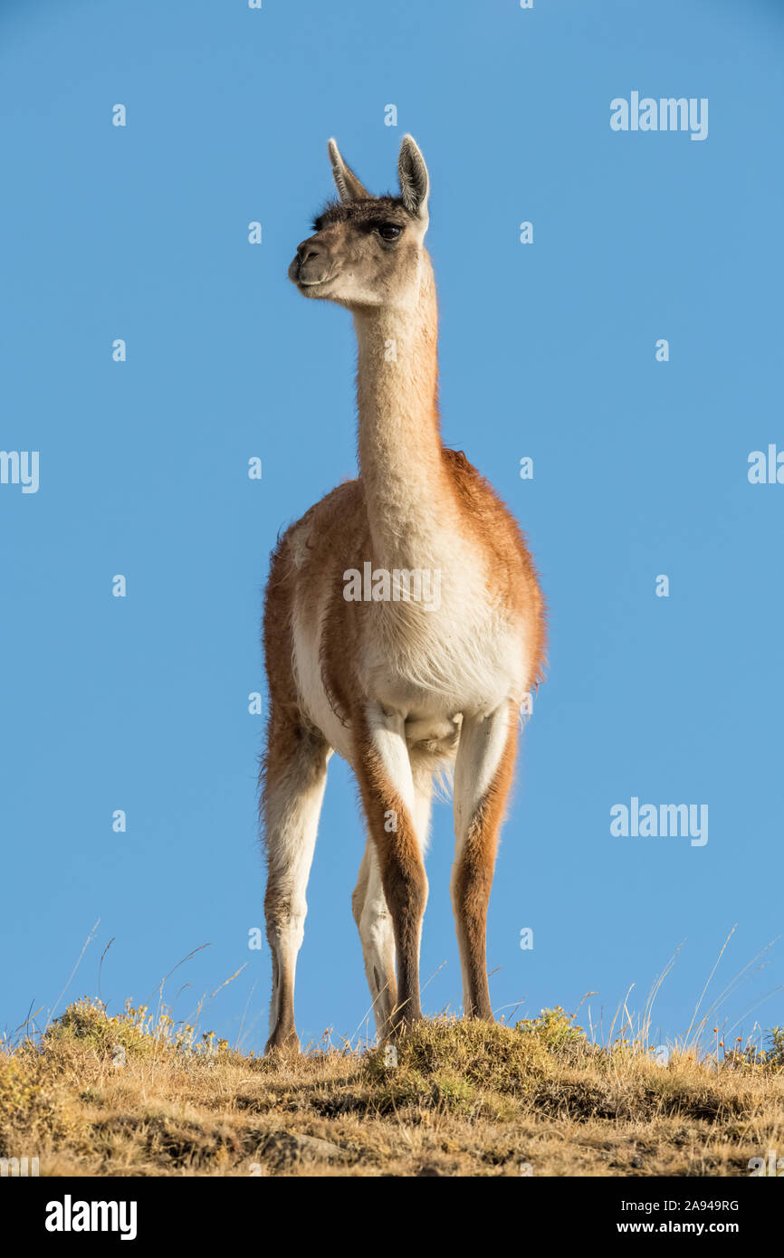 Guanaco (Lama guanicoe) is the primary food source for the puma of Southern Chile; Torres del Paine, Chile Stock Photo