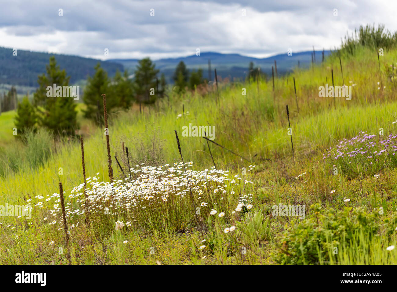 Wildflowers growing on a hillside; British Columbia, Canada Stock Photo
