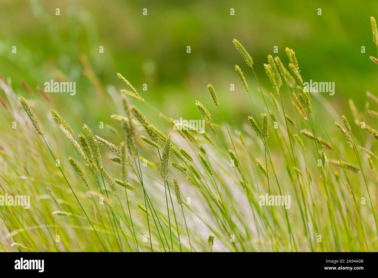 Tall marsh grasses growing hi-res stock photography and images - Alamy