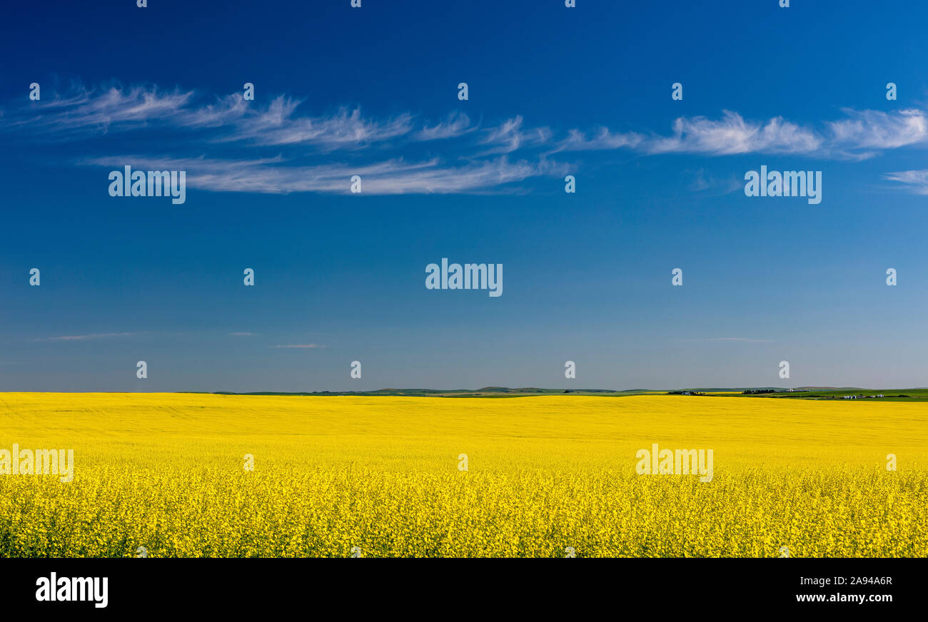 Blossoming canola field; Saskatchewan, Canada Stock Photo