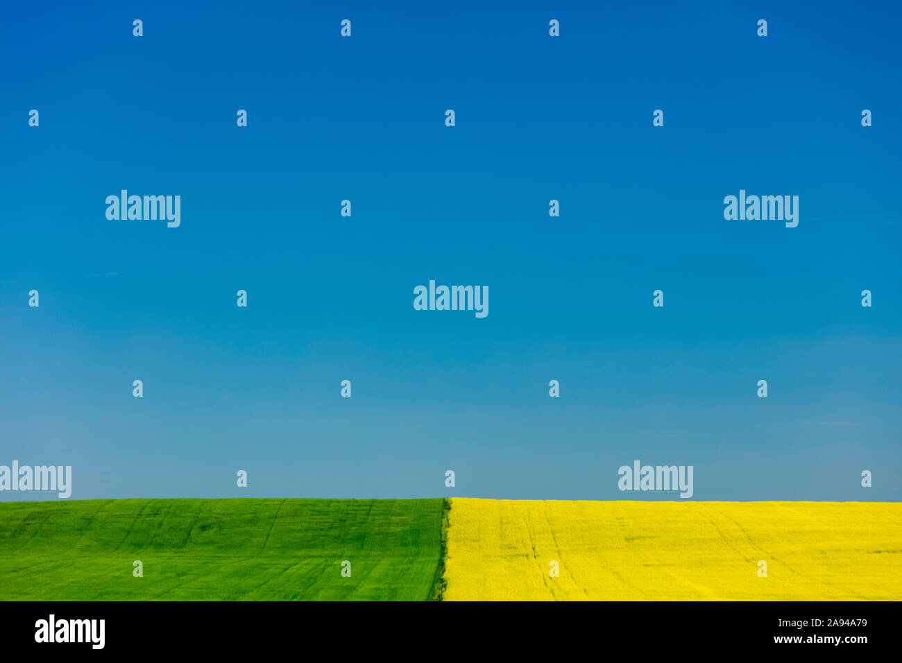 Farm fields of green and yellow side by side under a blue sky; Saskatchewan, Canada Stock Photo
