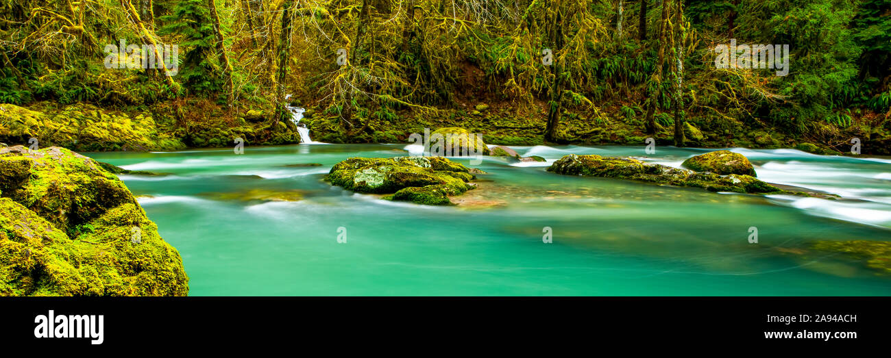 Rainforest and tranquil river with turquoise water; Oregon, United States of America Stock Photo