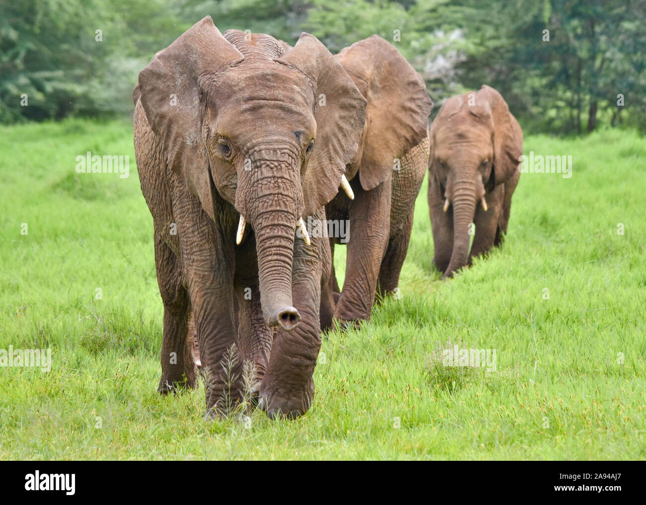 Youg elephant orphans walking single-file as they head back to their compounds for the night. (Loxodonta africana) Stock Photo