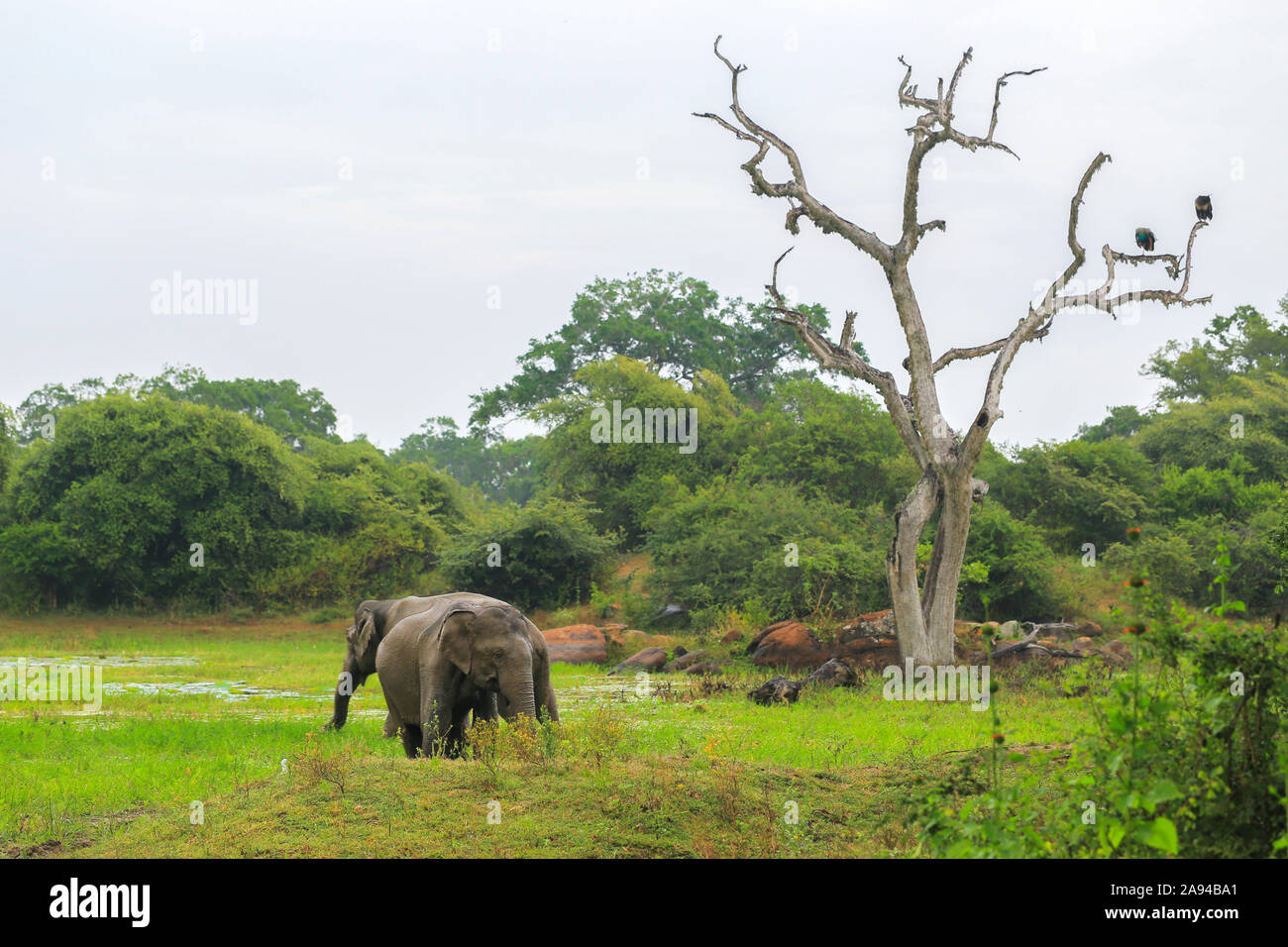 Wild elephants in the Yala National Park in Sri Lanka Stock Photo