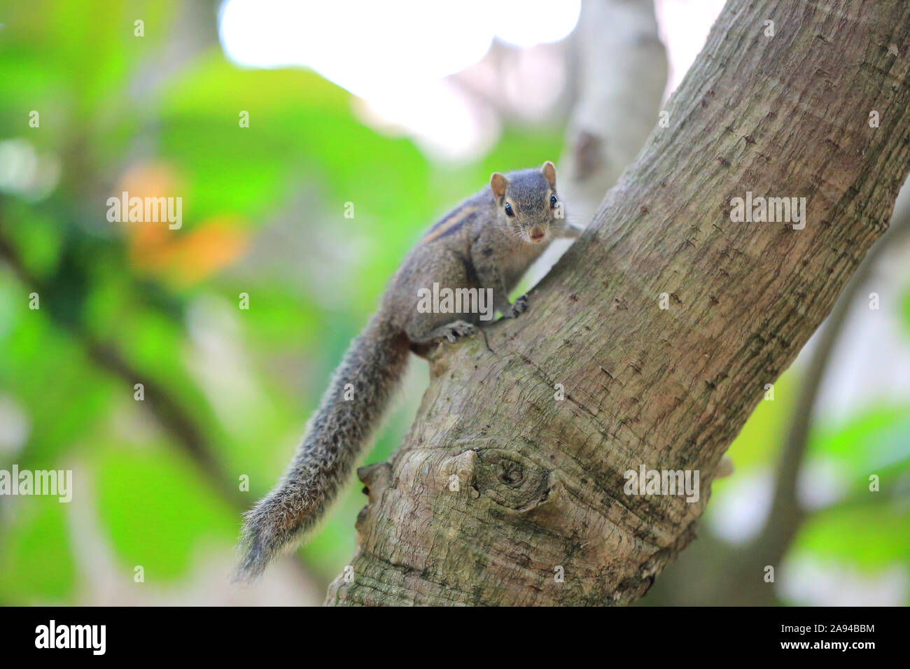 Cute chipmunk sits on a tree Stock Photo