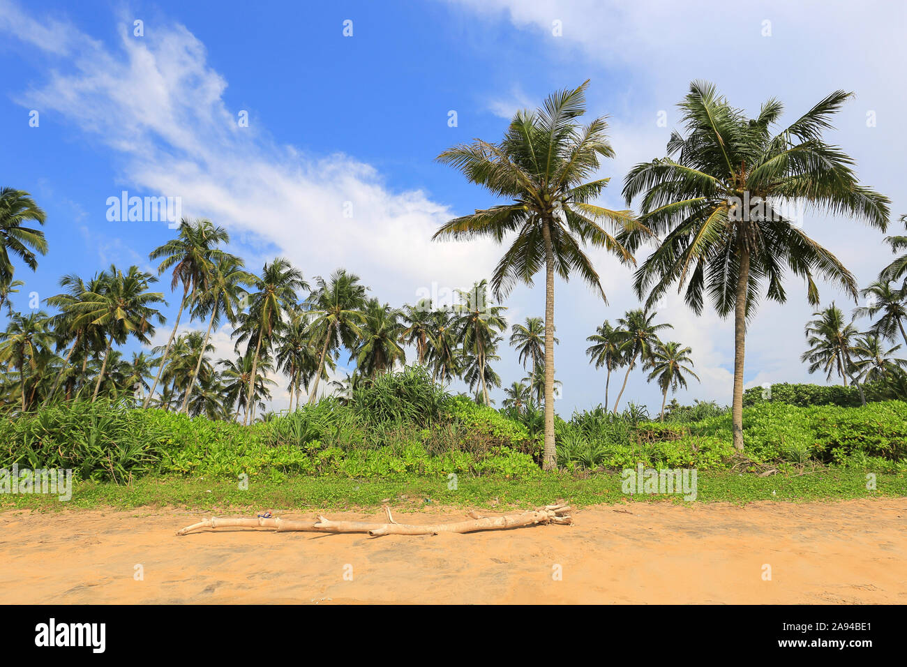 Wild jungle beach with coconut palms in Sri Lanka Stock Photo